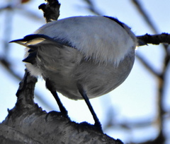 Dryoscopus cubla cubla