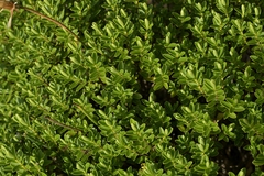 Veronica evenosa, photograph (c) Christopher Stephens, some rights reserved (CC BY-SA)