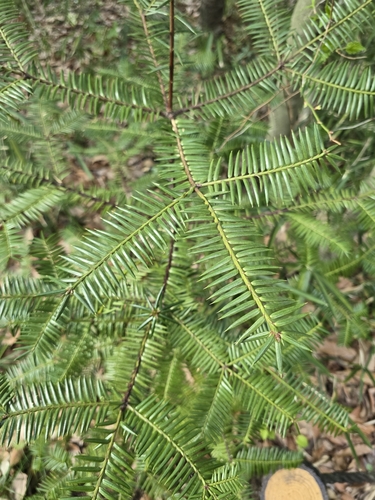 Image of Torreya nucifera by (c) WATANABE Hitoshi 渡辺仁, some rights reserved (CC BY)
