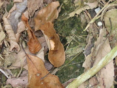 Flavinarosa obscura