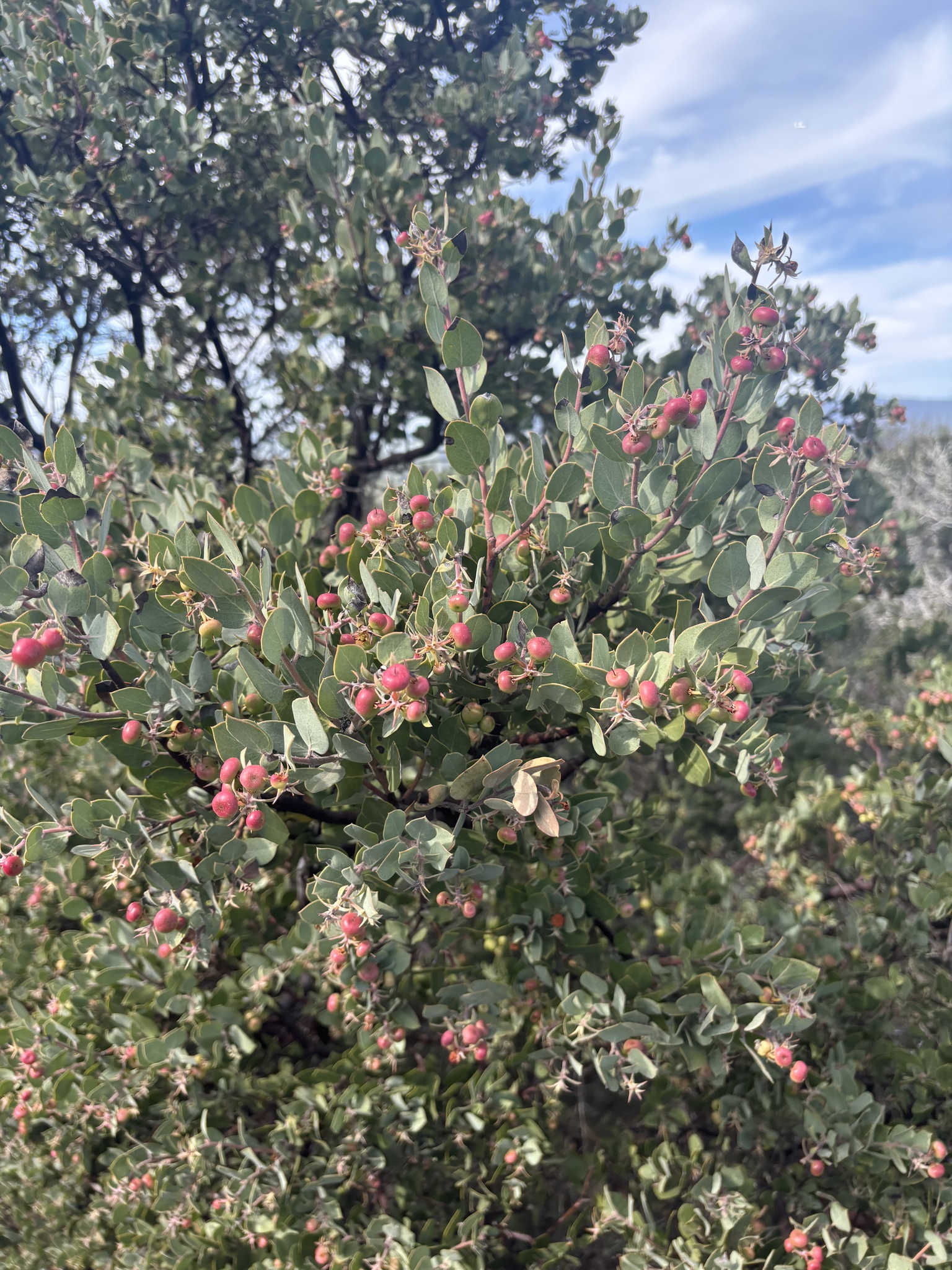 Arctostaphylos obispoensis