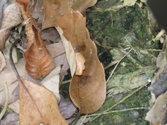 Flavinarosa obscura