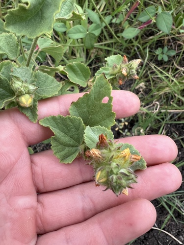 Malvastrum americanum, 2025-03-19