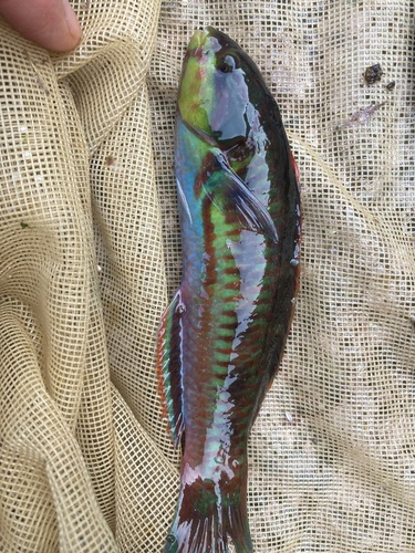 Cupid wrasse (Thalassoma cupido) — Labridae — 3