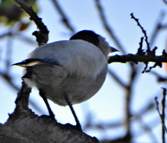 Dryoscopus cubla cubla