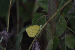 Eurema laeta
