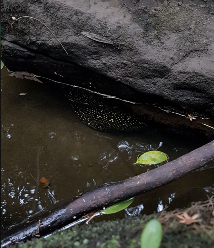 Diamond Python sighting