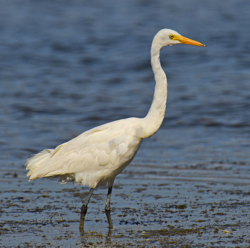 Yellow-billed Egret (Ardea brachyrhyncha), photo 7