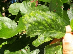 Taphrina sadebeckii