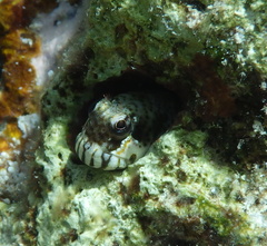 Entomacrodus nigricans