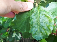 Taphrina sadebeckii