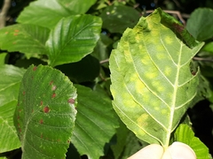 Taphrina sadebeckii