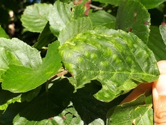 Taphrina sadebeckii