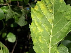 Taphrina sadebeckii