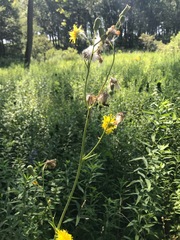 Sonchus arvensis uliginosus
