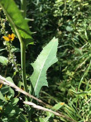 Sonchus arvensis uliginosus