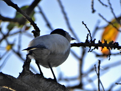 Dryoscopus cubla cubla