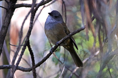 Pachycephala olivacea