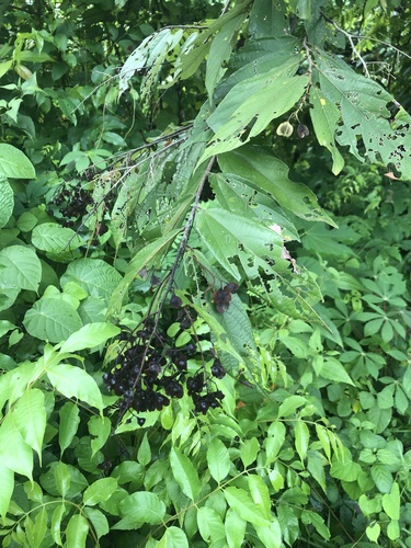 Colona serratifolia observed 2024-12-26
