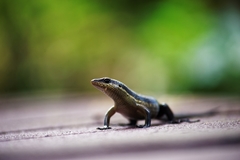 Eutropis rudis