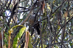 Pachycephala olivacea
