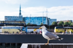 Larus argentatus argentatus