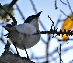Dryoscopus cubla cubla