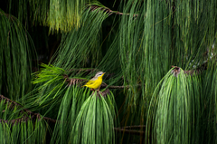 Phylloscopus xanthoschistos