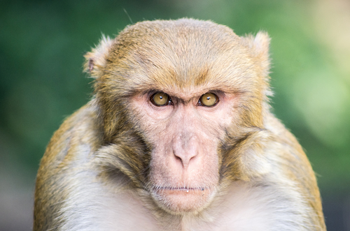 Rhesus Macaque