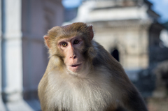 Macaca mulatta
