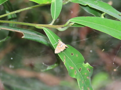 Paracymoriza cataclystalis