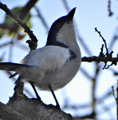 Dryoscopus cubla cubla