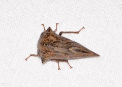 Telamona ampelopsidis