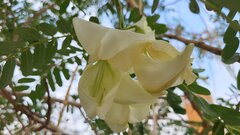 Sesbania grandiflora, photograph author not stated, no rights reserved