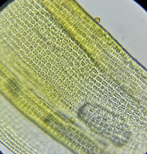 Image of Schistidium crassipilum by (c) Helen Waterman, some rights reserved (CC BY)