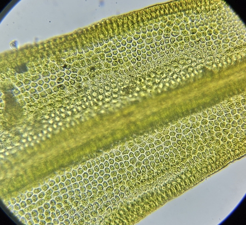Image of Schistidium crassipilum by (c) Helen Waterman, some rights reserved (CC BY)