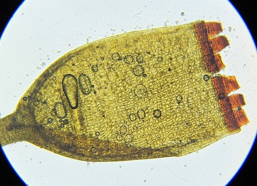 Image of Schistidium crassipilum by (c) Helen Waterman, some rights reserved (CC BY)
