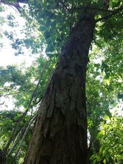 Pterocarpus acapulcensis