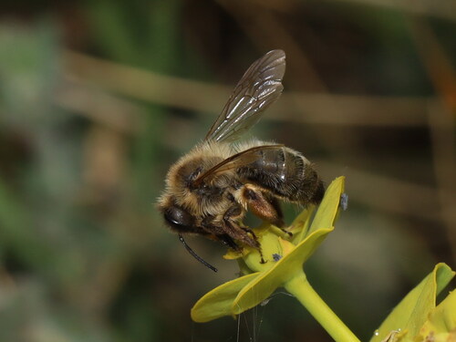 Buffish Mining Bee photo 2