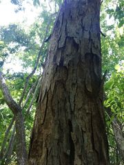 Pterocarpus acapulcensis
