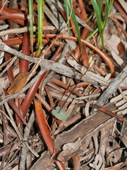 Stigmatodactylus confusus