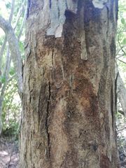 Pterocarpus acapulcensis