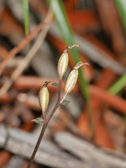 Stigmatodactylus confusus