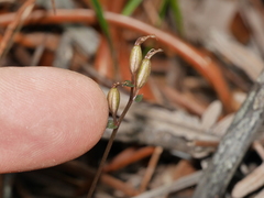 Stigmatodactylus confusus