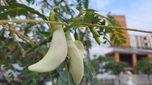 Sesbania grandiflora, photograph 5