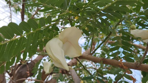 Sesbania grandiflora, photograph 6