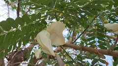 Sesbania grandiflora, photograph author not stated, no rights reserved