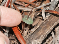 Stigmatodactylus confusus