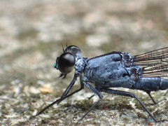 Bayadera brevicauda