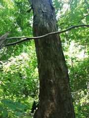 Pterocarpus acapulcensis